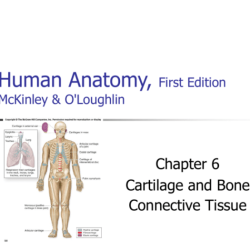 Human anatomy mckinley 6th edition pdf