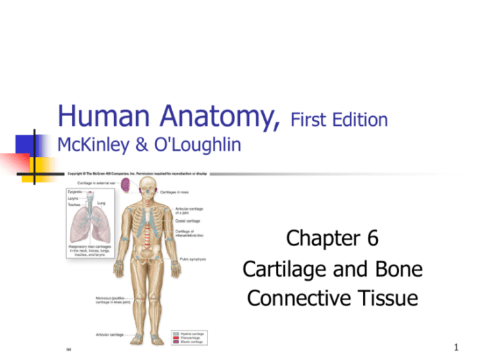 Human anatomy mckinley 6th edition pdf