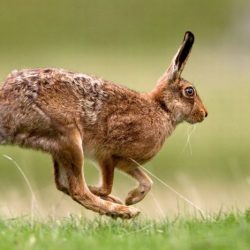 Small relative of a rabbit crossword