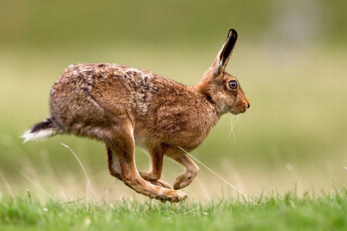 Small relative of a rabbit crossword