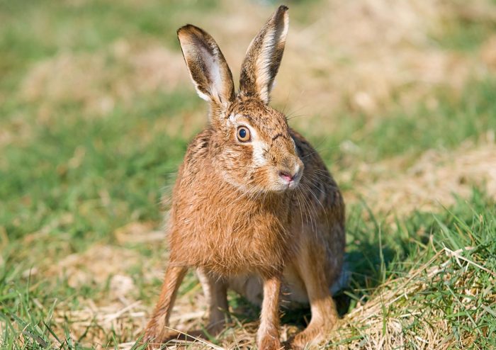 Snowshoe hare lepus americanus hares large