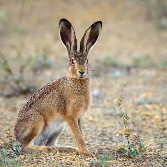 Hare lebre lepus europaeus europea lepre terra lebres binatang tercepat stands sta macchina fotografica sull esame olhar europeia câmera inilah