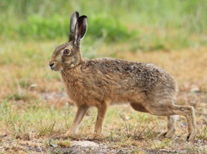 Small relative of a rabbit crossword