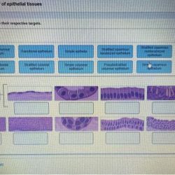 Art-labeling activity: summary of epithelial tissues