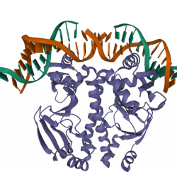 Categorize the following definitions and figures of protein structure