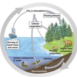 Water carbon and nitrogen cycle worksheet/color sheet